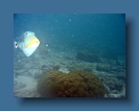 Helengeli 175